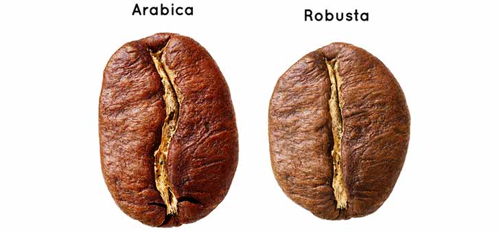 What are the differences between Robusta and Arabica beans/coffee?