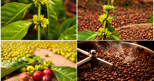 From bud to Vaishnavi Estate Dark Coffee Roast